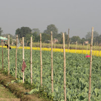 जेनजी आन्दोलन- आगजनीमा संलग्न पाँच जना पक्राउ