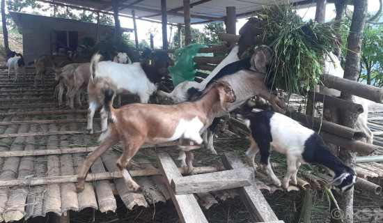 सहकारीमार्फत सामूहिक कृषिमा जोडिँदै पुम्देली