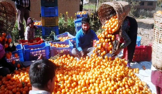 काभ्रेपलाञ्चोकमा सुन्तला उत्पादन १० प्रतिशत बढ्ने प्रक्षेपण