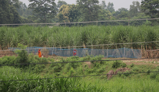 गुलियो उखु खेतीको अमिलो कथा