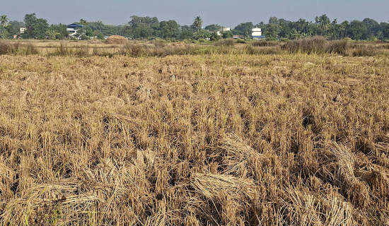 झापामा तीन लाख ५४ हजार मेट्रिकटन धान उत्पादन