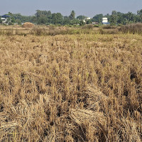 जर्मनी पुग्छ तोरीपानीको टिमुर