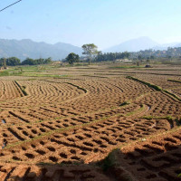 पाँच हजार बढीमा स्क्रब टाइफस पुष्टि, लाग्न नदिन के गर्ने ?