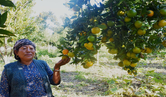 नेपालगन्जका १० महिला स्वास्थ्य स्वयंसेविकालाई सम्मानसहित बिदाई