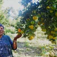 थःने या (माथिल्लो टोलको जात्रा)