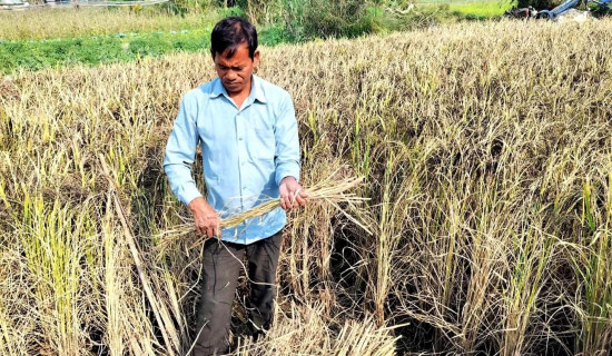 कालानमक धानको संरक्षणमा सक्रिय चौधरी