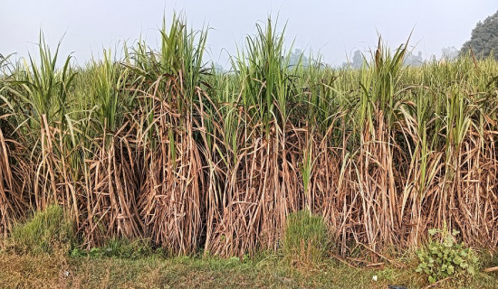 माग सम्बोधन हुने आशमा उखु कृषक