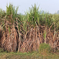 बागलुङमा जेबिसीमाथि पहिरो खस्दा सह–चालकको मृत्यु