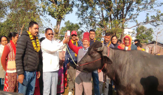 पशु स्वास्थ्य शिविरमा १४ सयभन्दा बढी पशुपंक्षीको उपचार