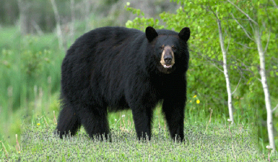 माग सम्बोधन नभए हरवा–चरवाले थप आन्दोलन गर्ने