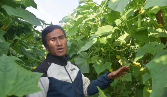 मधु जातको काँक्रोको सफल अनुसन्धान