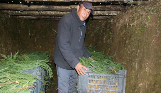 प्राकृतिक शीतभण्डारमा किबी