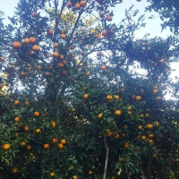 असार बित्यो, देशभर ६० प्रतिशत मात्र रोपाइँ