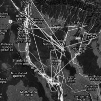 भारततिर गएर मर्दै छन् दुर्लभ गिद्ध