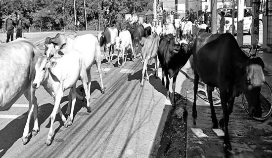 छाडा पशुचौपाया व्यवस्थापनमा अग्रसरता