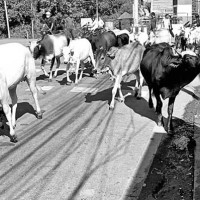 टरिगाउँमा आजदेखि सीता एयरले उडान भर्दै