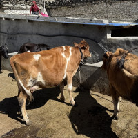 रिलामा भाइरल ज्वरोका बिरामी बढ्दै