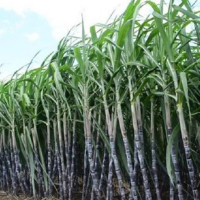 उखुको मूल्य निर्धारणमा चित्त बुझाउँदै किसान