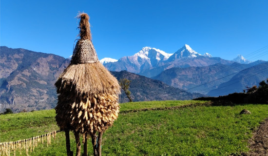 मकै भण्डारण