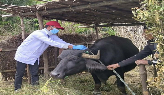 असार बित्यो, देशभर ६० प्रतिशत मात्र रोपाइँ