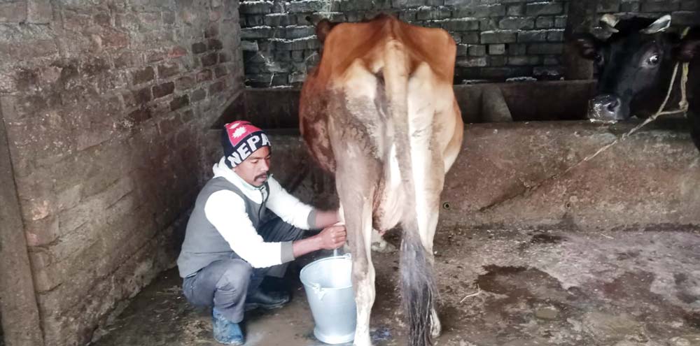 गाई दुहुन घरघरै पुग्छन् मुन्ना