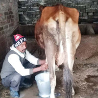 ल्याइए बयालीस बाच्छाबाच्छी