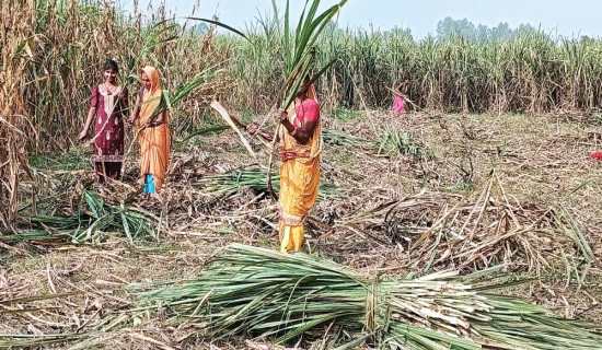 उखुको मूल्यप्रति किसान असन्तुष्ट