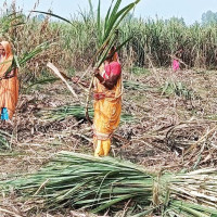 भारतबाट मल आउने निश्चित