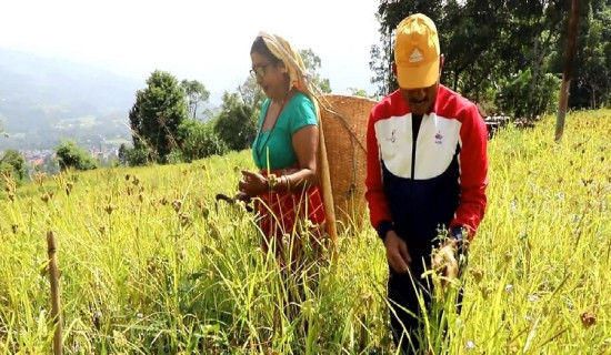 कोदो उत्पादनमा कमी