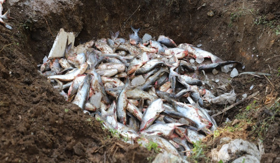 ताप्लेजुङमा ६ सय केजी बढी अवैध माछा नष्ट