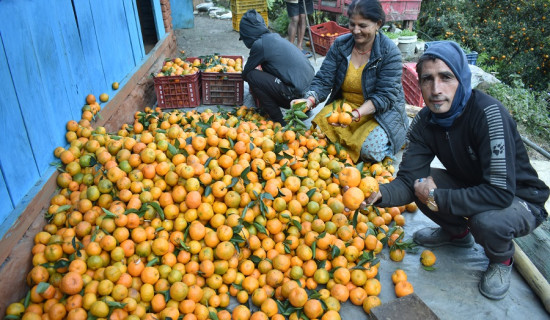 वैदेशिक रोजगारीबाट फर्किएका खत्रीको सुन्तलाबाट दस लाख आम्दानी