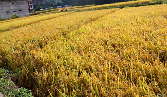 पूर्वप्रधानमन्त्री चन्दलाई सामूहिक अभिनन्दन