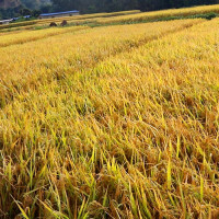 यस्तो रहने छ आजको मौसम