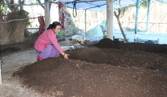 गड्यौला मल उत्पादनमा राप्ती गाउँपालिकाका उपाध्यक्ष कमलापति