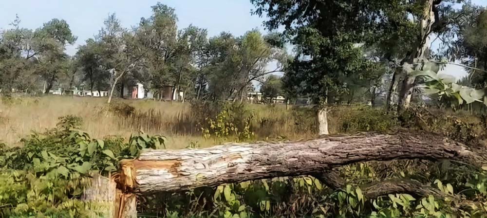 काटिएका रुख वनमै भेटिए, रुख काट्नेको खोजी तीव्र