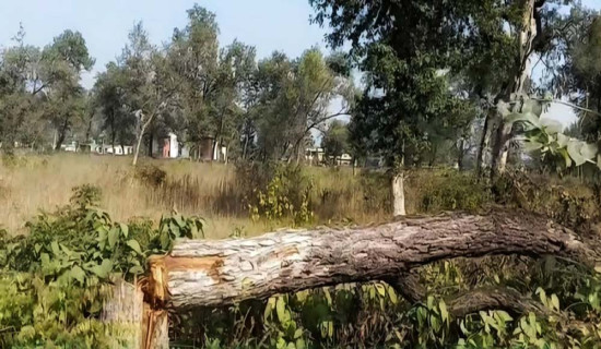 काटिएका रुख वनमै भेटिए, रुख काट्नेको खोजी तीव्र