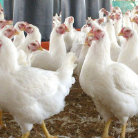 निर्वाचनका लागि उम्मेदवार चयन गर्दै कांग्रेस