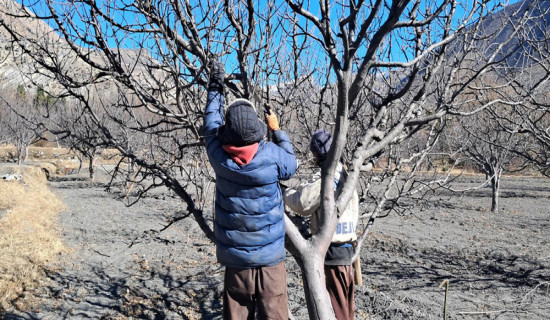 मुस्ताङमा स्याउ बगैँचा व्यवस्थापन गर्न सुरु