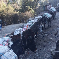 लाटोकोसेरो संरक्षित क्षेत्र बन्यो बास्कुना