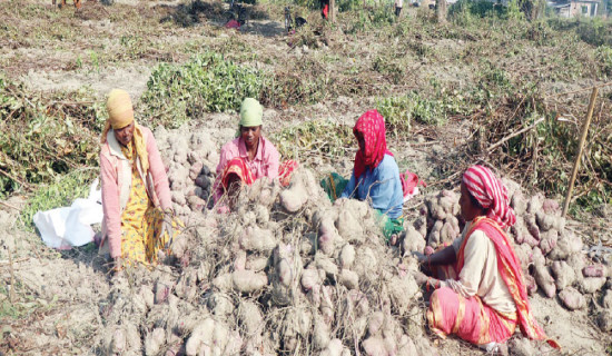 एउटै गाउँबाट दुई करोडको तरुल,गाउँ नै व्यावसायिक उत्पादनमा