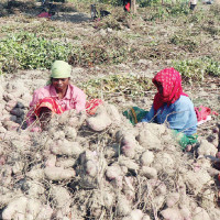एउटै गाउँबाट दुई करोडको तरुल,गाउँ नै व्यावसायिक उत्पादनमा