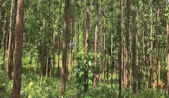 कार्बन व्यापारमा  निजी क्षेत्र पनि