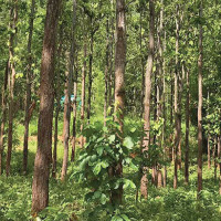 कार्बन व्यापारमा  निजी क्षेत्र पनि