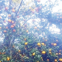 नवौं राष्ट्रिय खेलकुद सकिएको १० महिनापछि आय–ब्यय सार्वजनिक