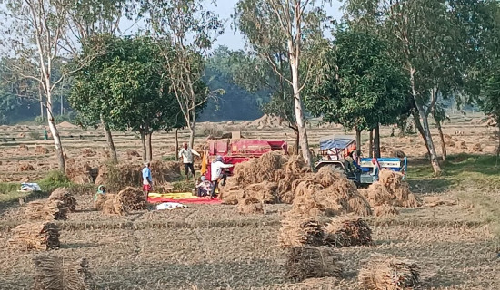कम्बाइन हार्वेस्टर र थ्रेसर मेसिनले किसानलाई राहत