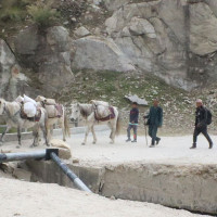 यस्तो छ आजका लागि सागसब्जी र फलफूलको थोक मूल्य