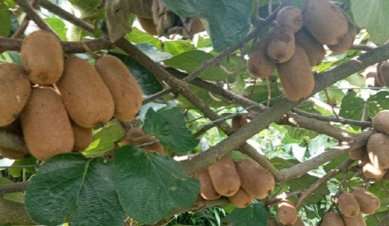 बाँझो जग्गाबाट १५ लाखको किवी उत्पादन