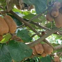 बाँझो जग्गाबाट १५ लाखको किवी उत्पादन