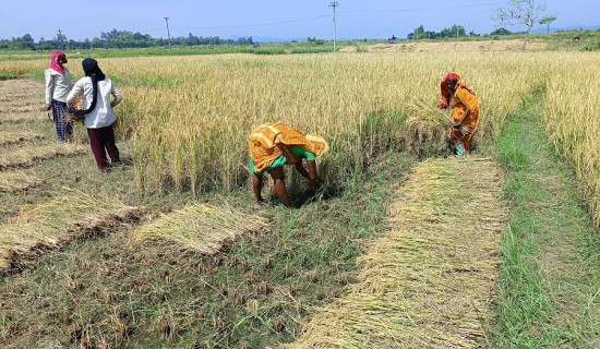 महिला कृषकले धानेको सप्तरीको कृषि
