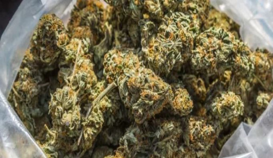 सशस्त्र प्रहरीद्वारा ठोरीमा ९१ किलोग्राम अबैधगाँजा बरामद